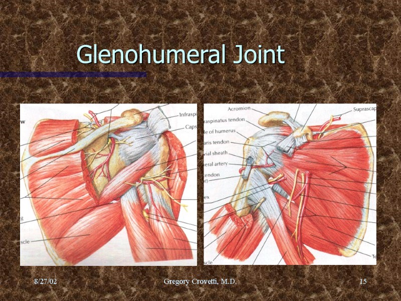 8/27/02 Gregory Crovetti, M.D. 15 Glenohumeral Joint